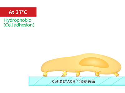 37℃時，溫敏聚合物涂層為高分子卷縮狀態(tài)，表現(xiàn)為輕度疏水性，更有利于細(xì)胞的貼附