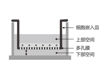 懸掛式設(shè)計，嵌入皿移細胞嵌入皿移動時單層細胞不受影響上部空間 ，還能防止培養(yǎng)液通過中毛細作用流失
